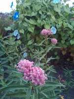 P_20150906_062506.webp