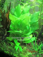 IMG_3206_новый размер.webp