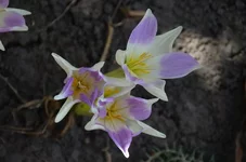 Colchicum.webp