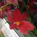 image.webp