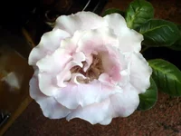 Triumph_Tender(big).webp