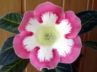Rozalinda.webp