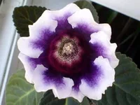 Blue_Edge.webp
