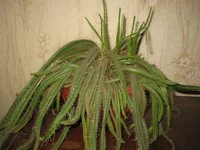 IMG_1158.webp