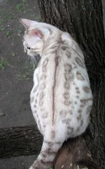 mink00.webp
