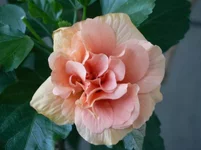 P1160187[2].webp