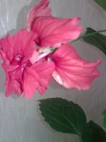 004.webp