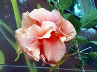 DSC01010.jpg