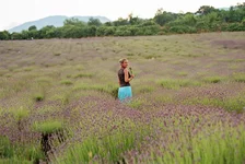 _Лавандовый луг (4).webp