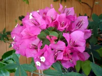 DSC02680.webp