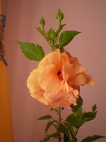 P7300365.webp