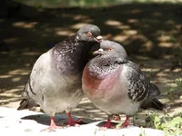 DSC01187.webp