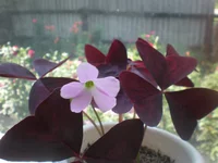 P7310532.webp