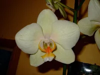  020.webp