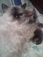 Cat.webp