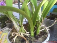 DSC01390.webp