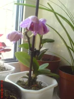 DSC01403.webp