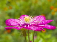 CRW_9331.webp