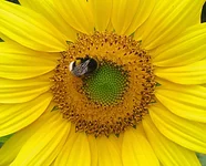 .webp