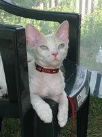 котярка 011.jpg