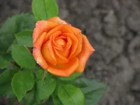 IMG_3907_изменить размер.webp