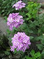 IMG_1255.webp