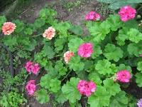 IMG_1262.webp