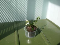 SDC18313.webp