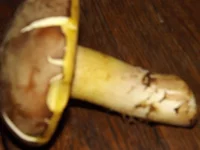 DSCF3739.webp