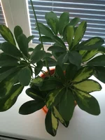 Flower 1.webp