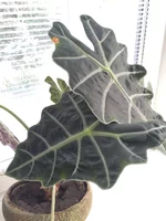 Flower 2.webp