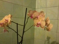  венозник1.webp