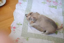 Linka_semka.webp