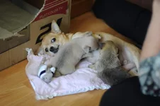 NKN_3dogs.webp