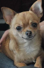 Semka_new.webp