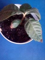 IMG_20151008_085144.webp