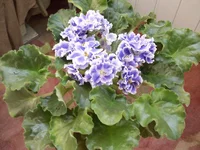  туман (2).webp
