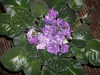-Сизая роза.2.webp
