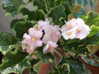  туман (3).webp