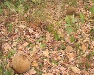  060.webp