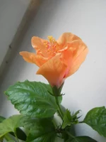 DSCN4394.webp