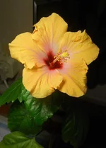DSCN4397.webp