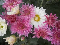 DSCN4359.webp