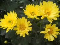 DSCN4360.webp