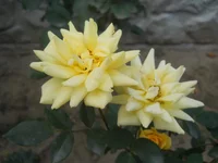 DSCN4362.webp