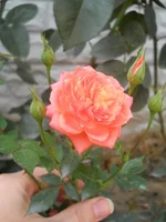 DSCN4363.webp