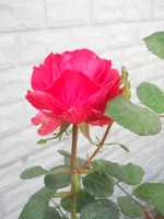 DSCN4364.webp
