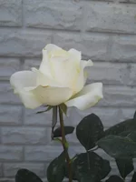 DSCN4365.webp