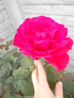 DSCN4366.webp