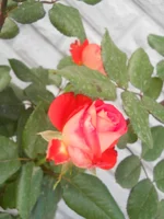 DSCN4368.webp